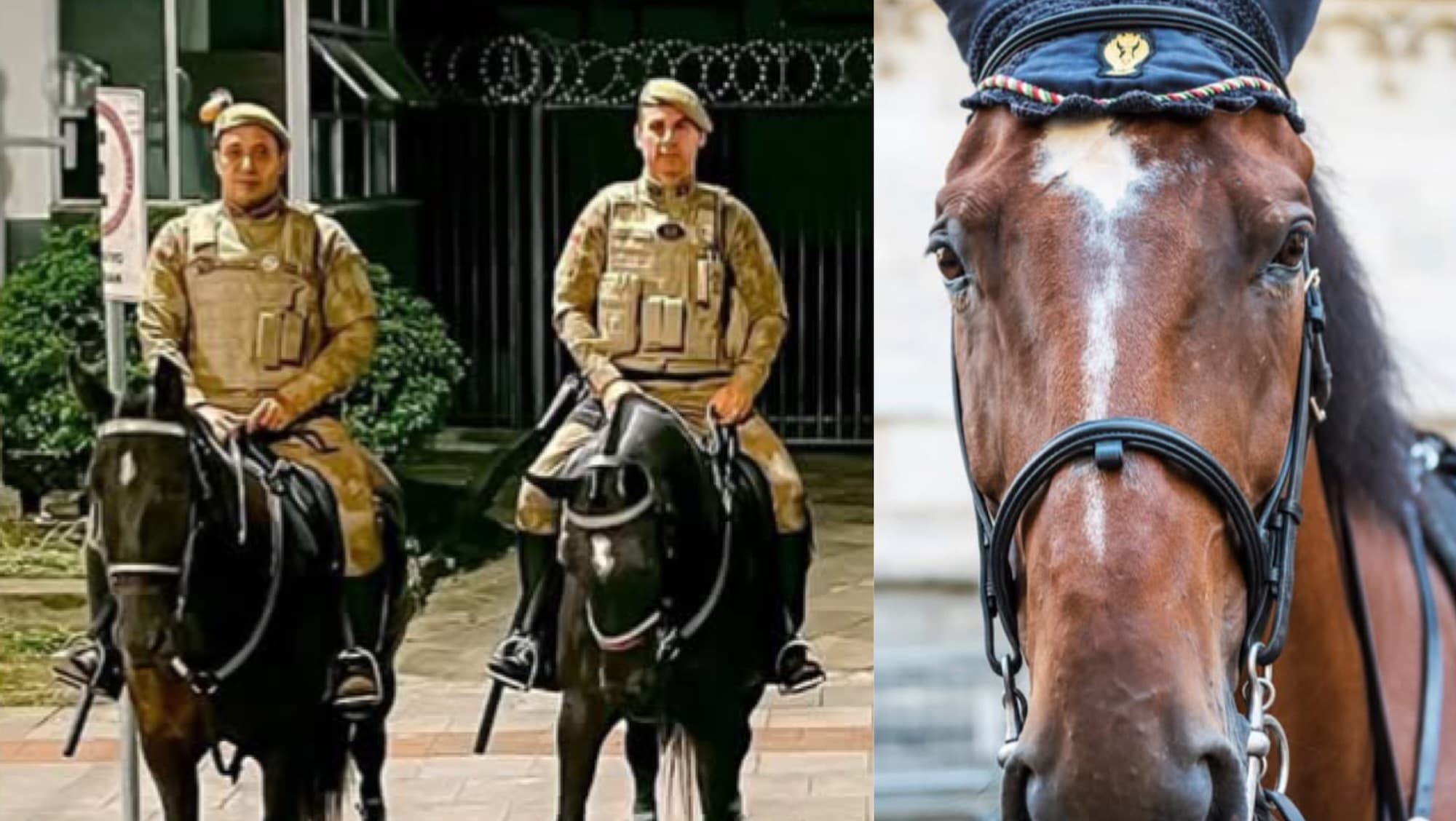 Quer adotar um cavalo? PM de SC abre inscrições para adoção de cavalos aposentados