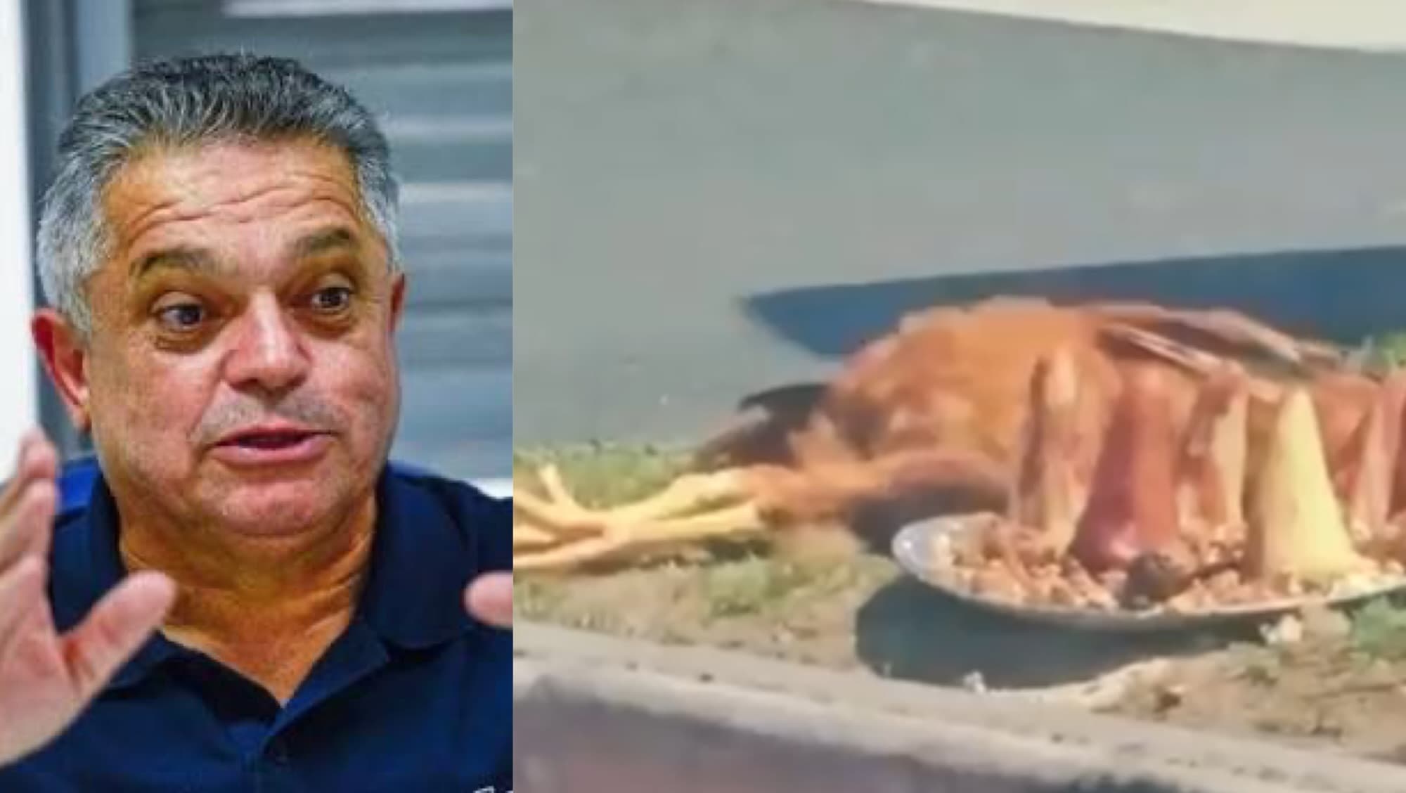 Prefeito de Chapecó sanciona lei que proíbe descarte de animais mortos em locais públicos