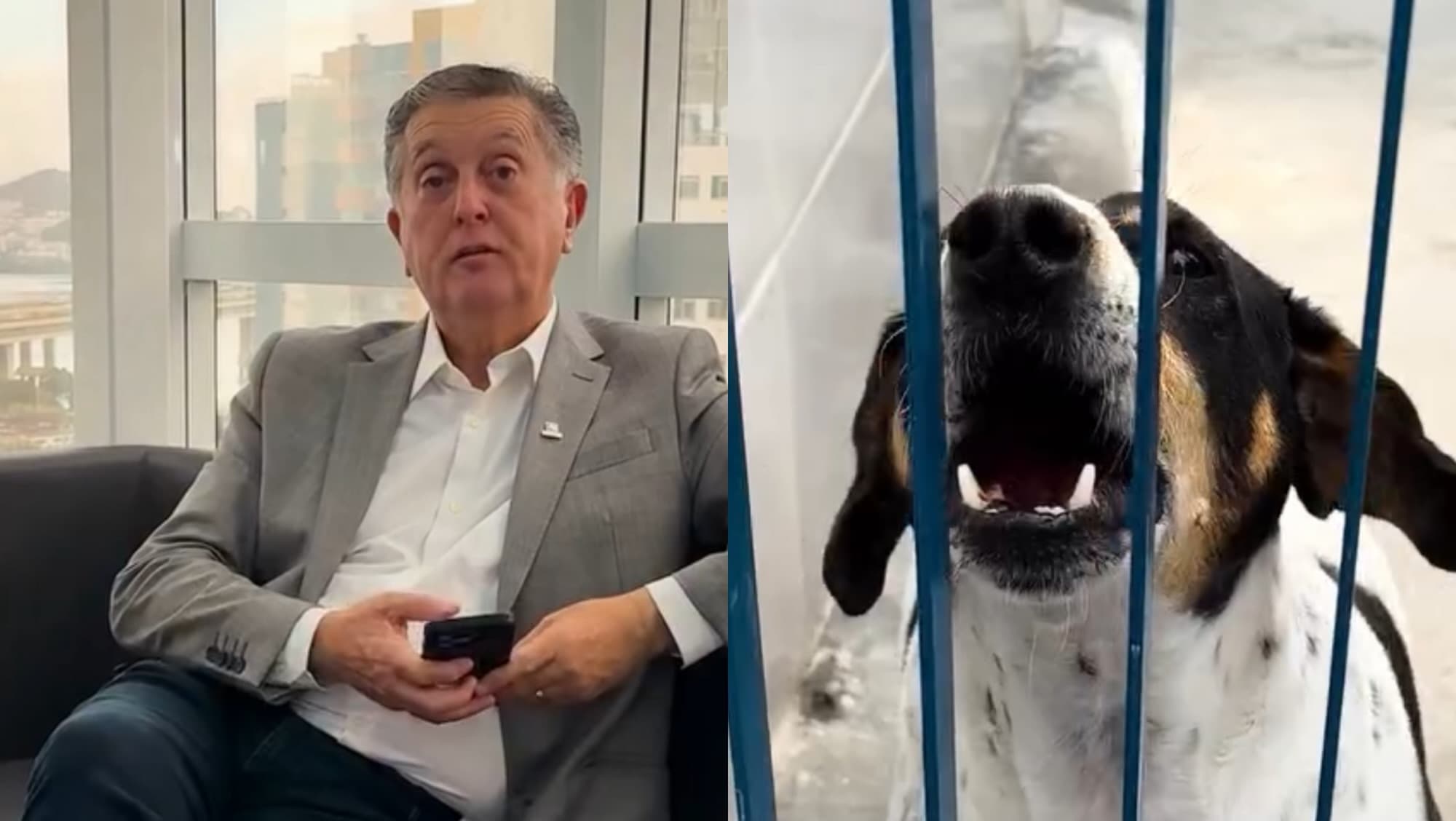 Prefeito de Florianópolis pede que moradias de aluguel liberem pets: “alô, locatários!”