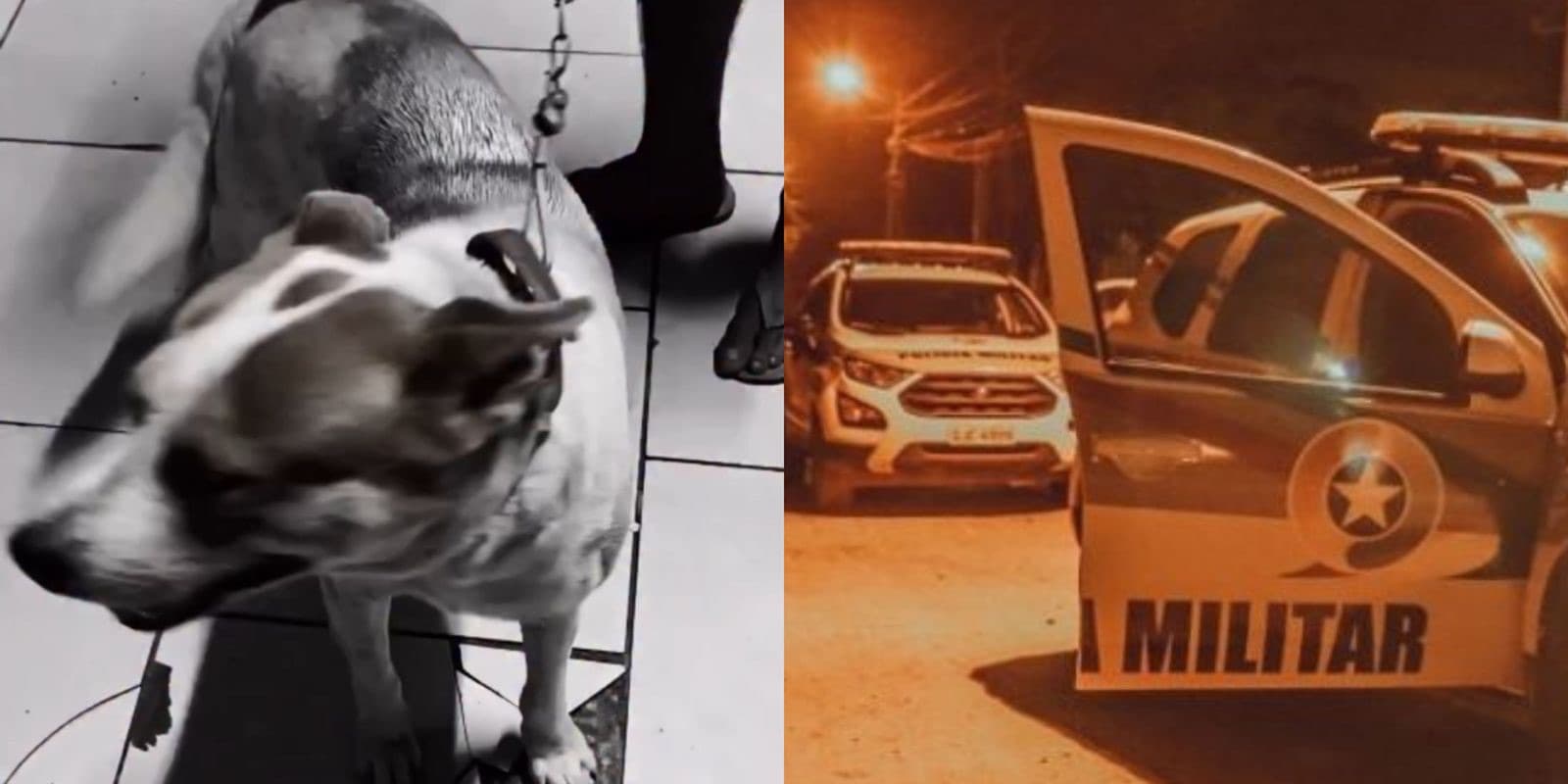 “Bizarro”: homem é preso após invadir residência para praticar ato repugnante com cãozinho em SC