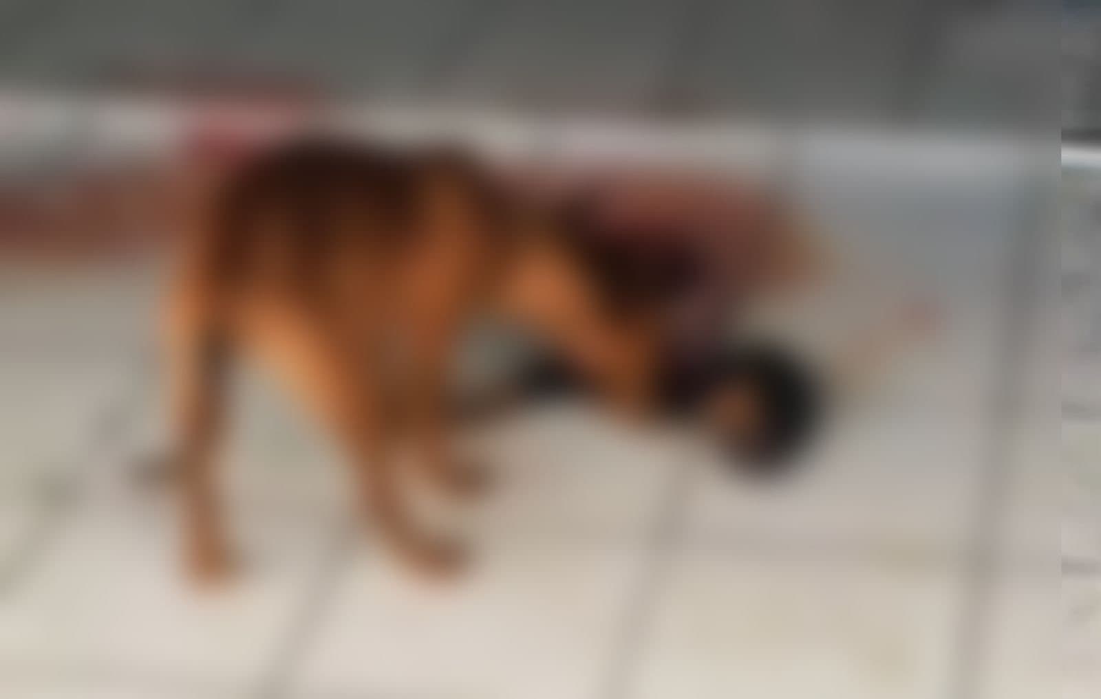 Cães devoram cachorro morto após dias sem comida em Balneário Piçarras