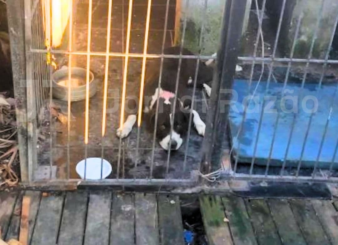 Herói de quatro patas: cão mata invasor e protege família em Florianópolis