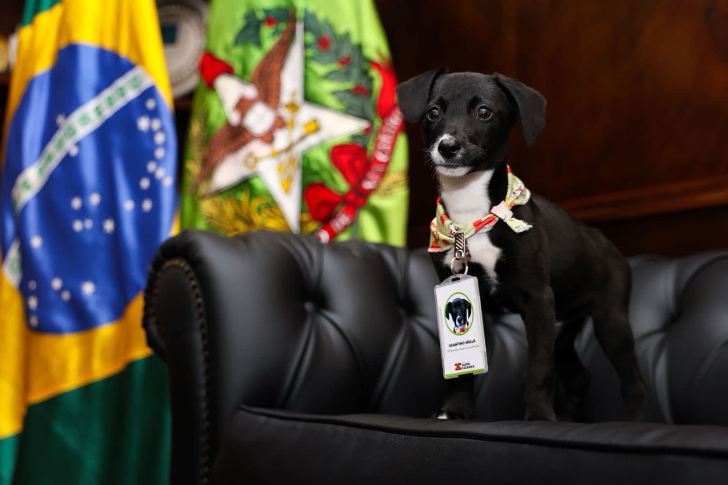 Governo de SC destina R$ 17 milhões para castração de mais de 80 mil animais