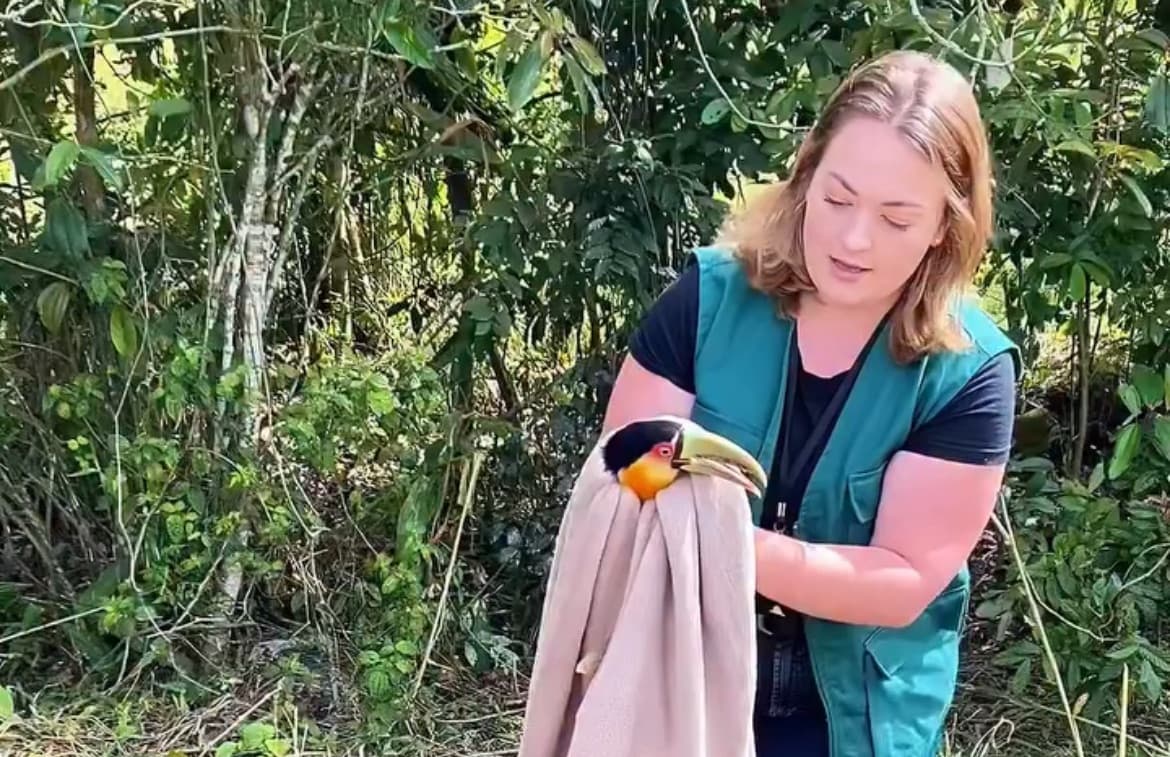 Tucano atropelado é resgatado pela FUMAB em São João Batista