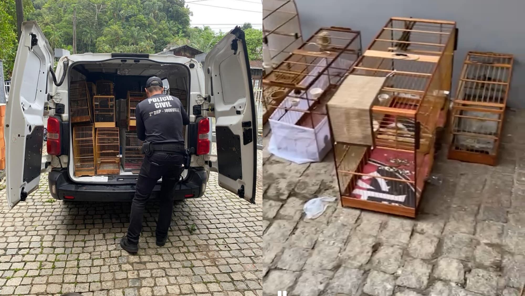 Polícia Civil apreende mais de 200 aves silvestres e prende quatro suspeitos em Joinville