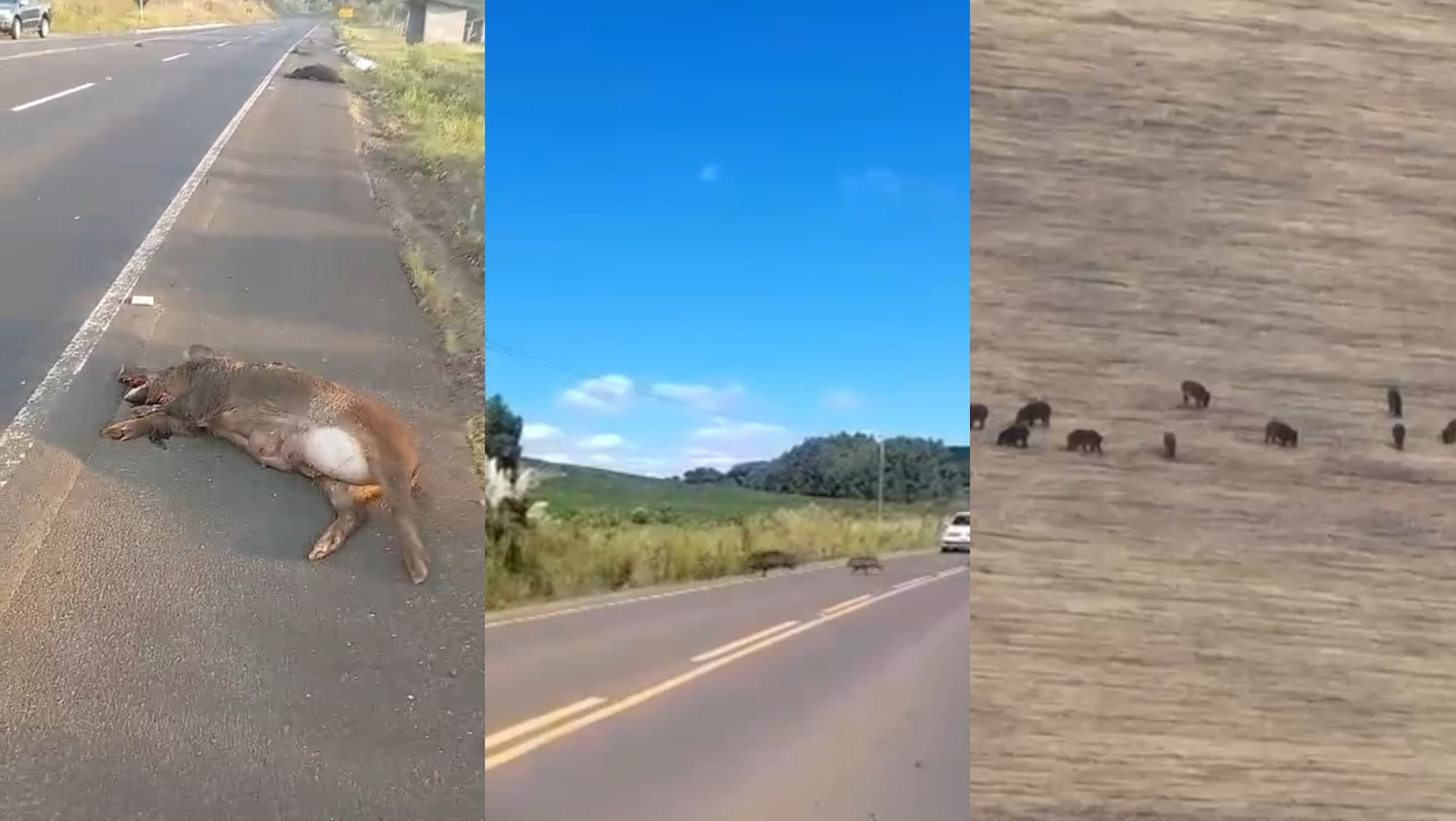 Santa Catarina em alerta: javalis se multiplicam e provocam caos no campo e nas rodovias
