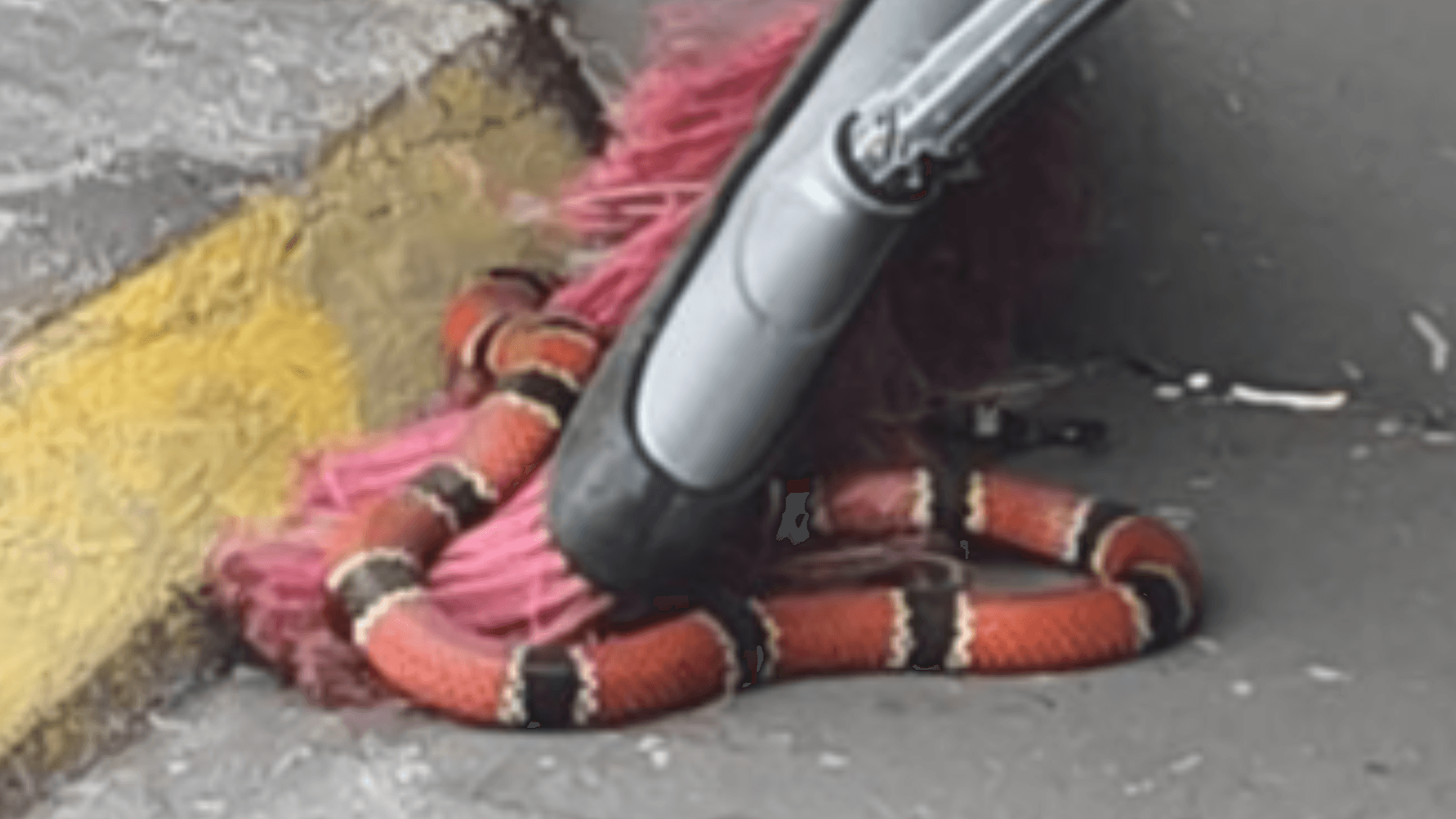 Cobra mais venenosa do Brasil é encontrada na frente de loja em SC