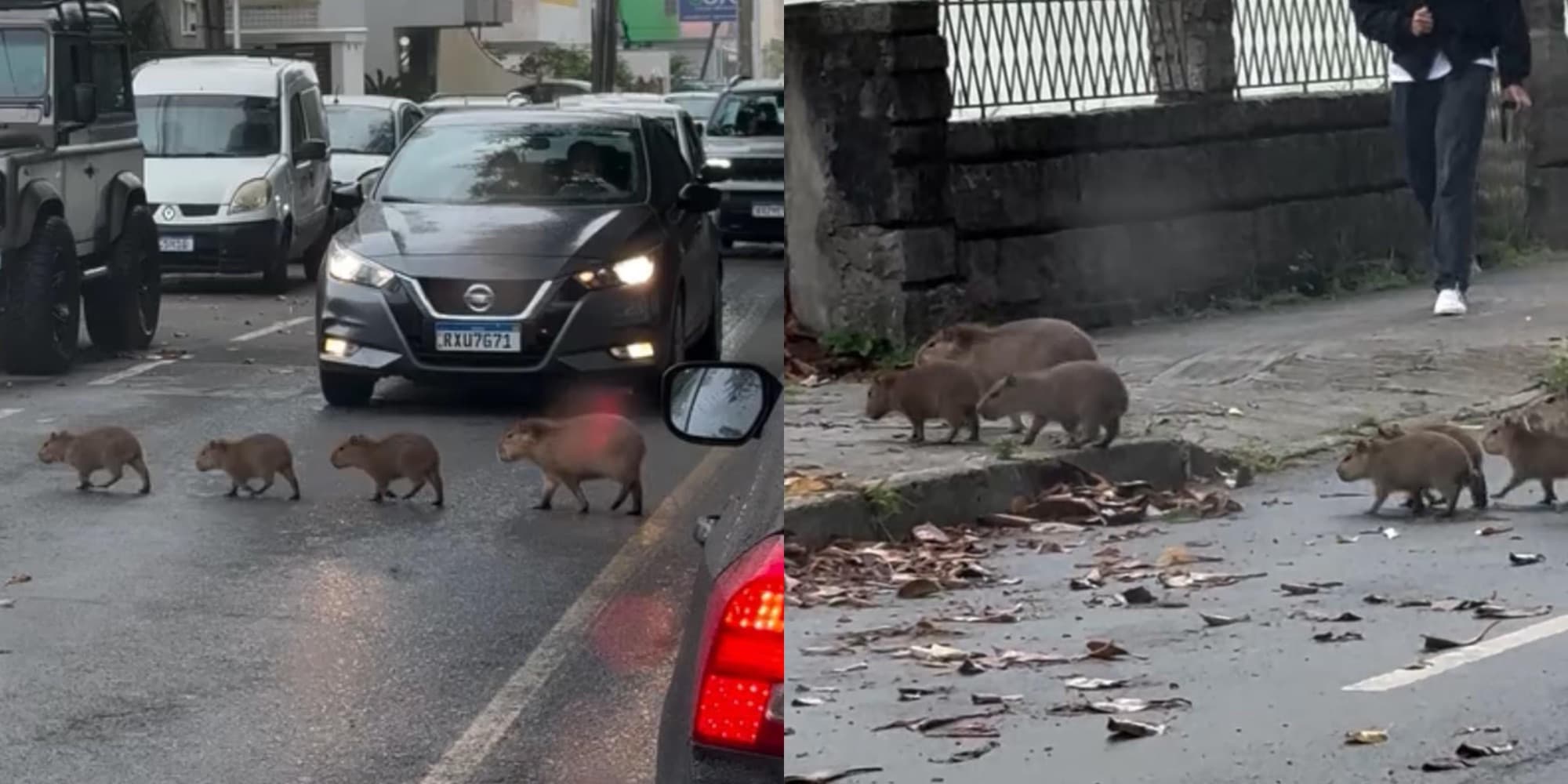 Família de capivaras “interrompe” trânsito de avenida e vira atração de moradores em SC