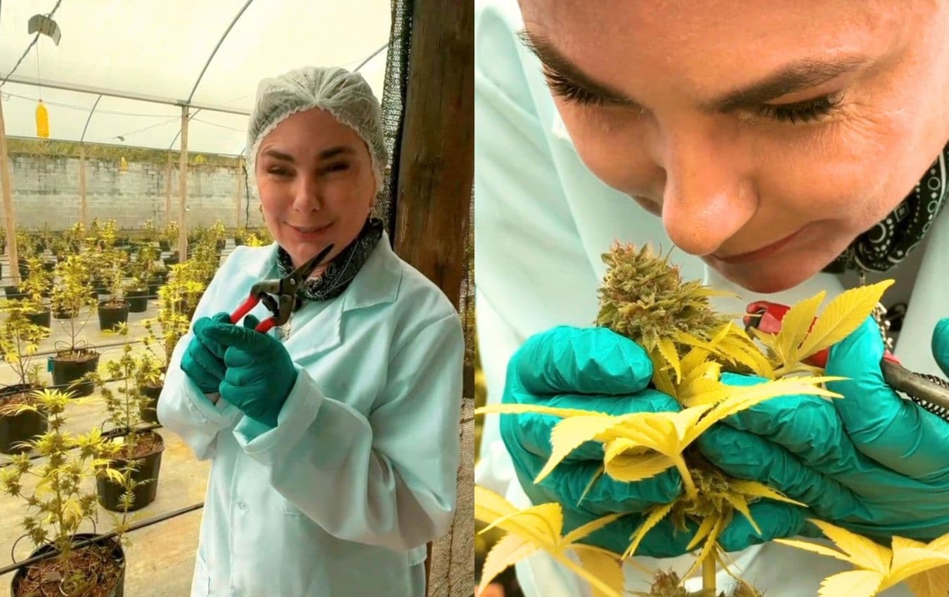 Maconha no SUS? Deputada de SC defende distribuição gratuita de cannabis medicinal