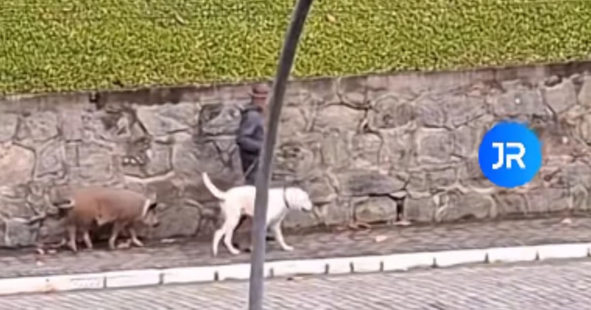 A vida tranquila de uma vila Catarinense: morador leva cachorro e porco para passeio da manhã