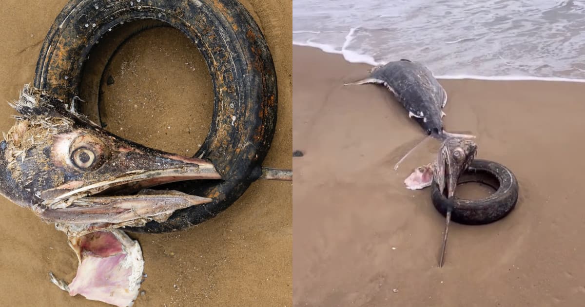 Peixe é encontrado morto com pneu preso no bico em praia de SC: “não dá para ignorar”