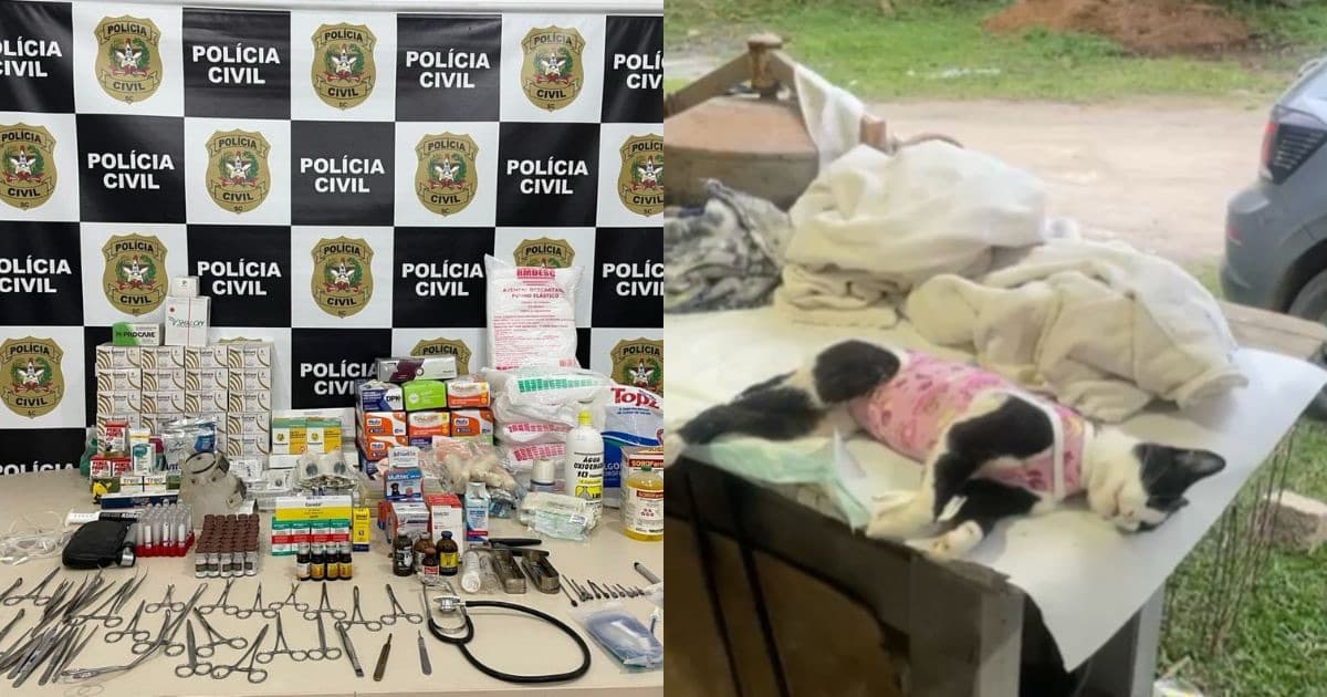 Gato morre em cirurgia ilegal e homem é preso em rancho usado como clínica clandestina em Blumenau