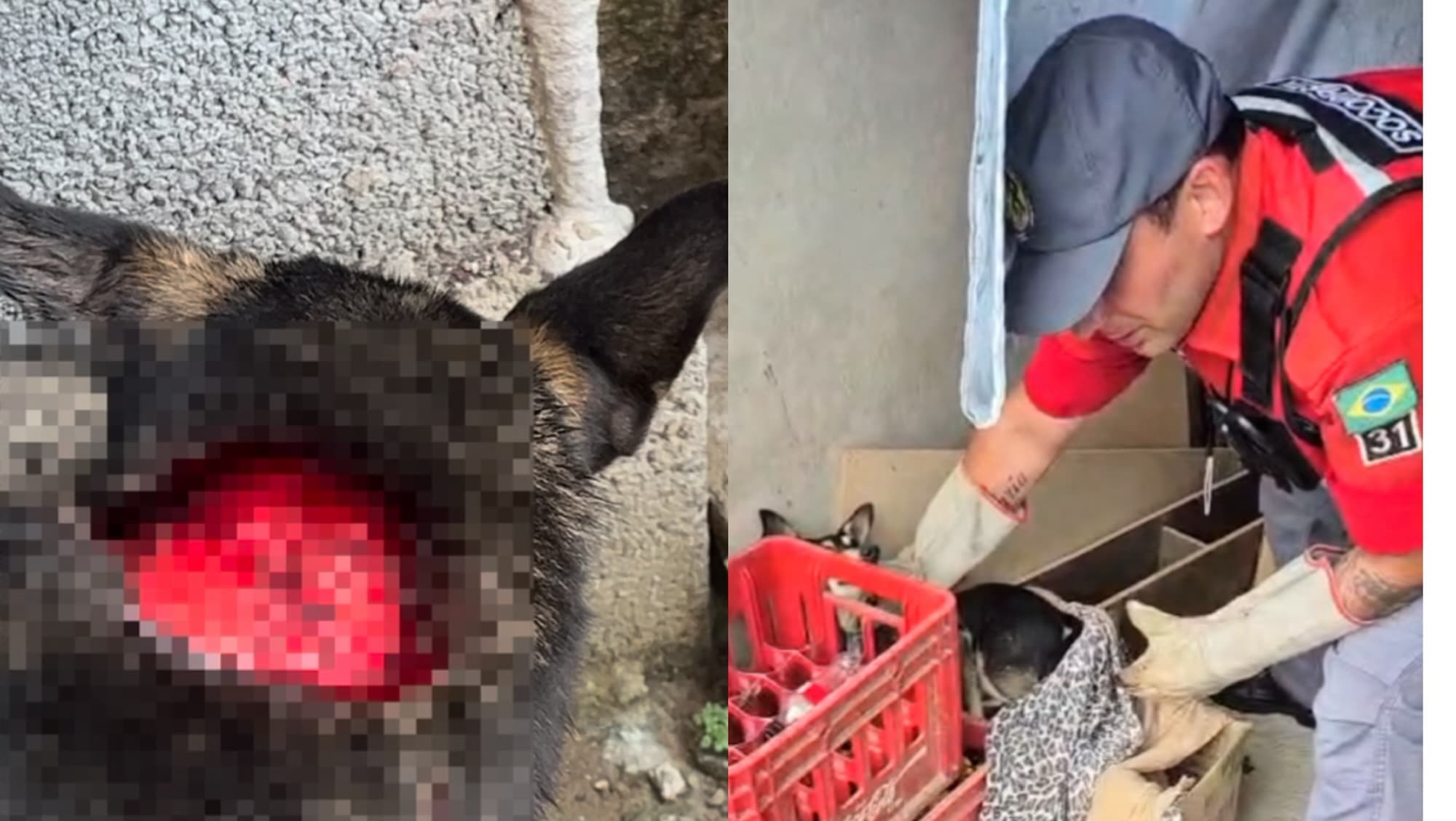 Cachorro tem pescoço aberto com faca e revolta moradores em SC