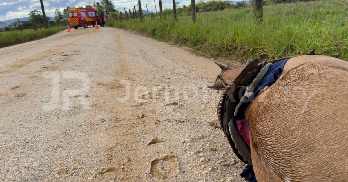 Ciclone em SC: criança escapa, mas cavalo morre eletrocutado no Vale do Rio Tijucas