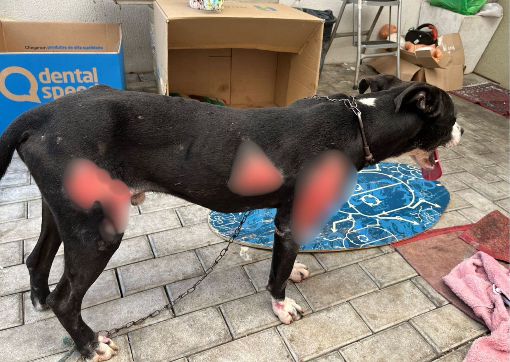 Homem é preso após arrastar cão por cerca de 1 km em Blumenau