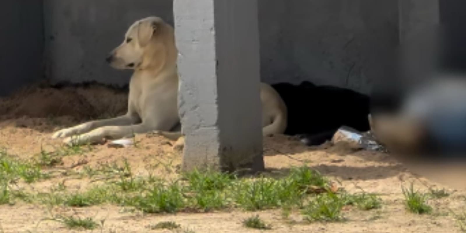 “Amigos até o fim”: cães não se afastam de tutor encontrado morto no Centro de Tijucas