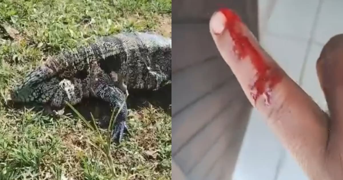 Morador de SC tenta filmar lagarto de perto e sofre “golpe certeiro”