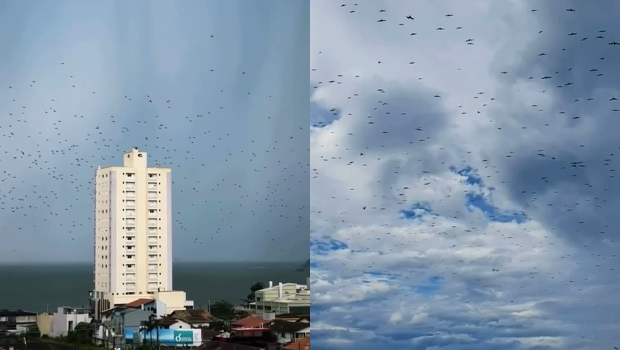 “Espetáculo ou aviso?”: milhares de pássaros tomam conta do céu no Litoral de SC