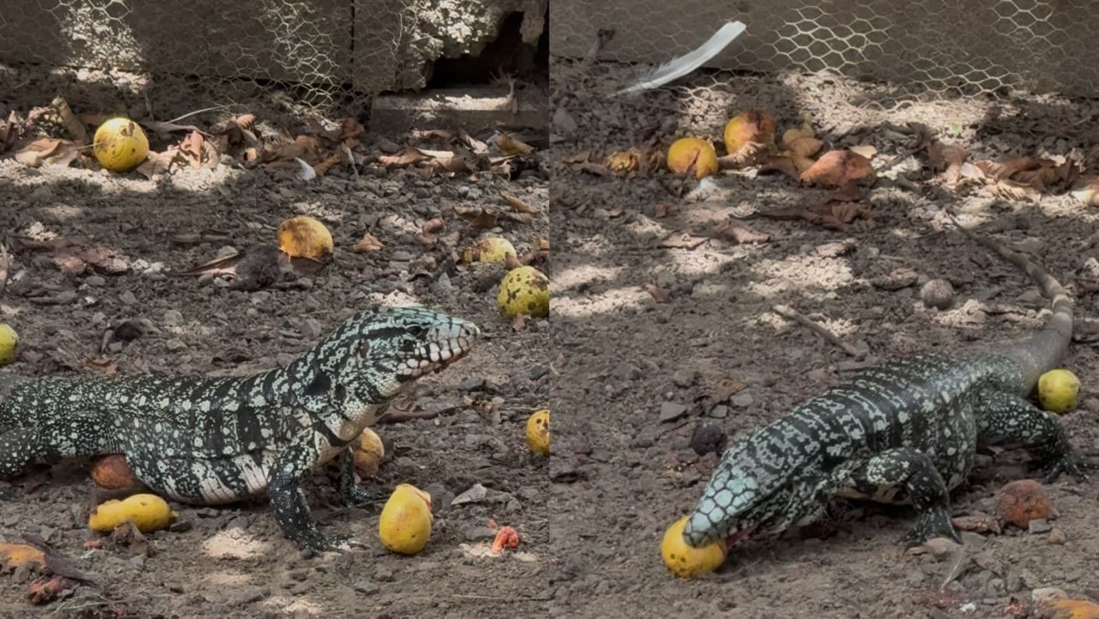 “Fome”: Lagarto troca ovos por goiaba durante refeição em quintal de residência