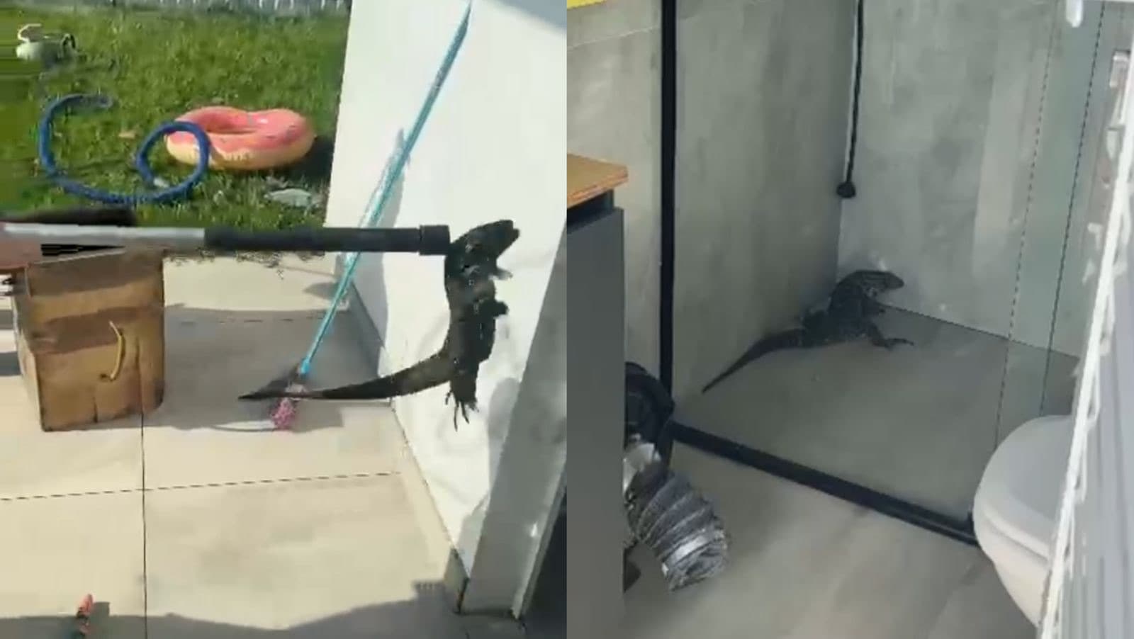 Lagarto é flagrado dentro de banheiro de resistência em SC