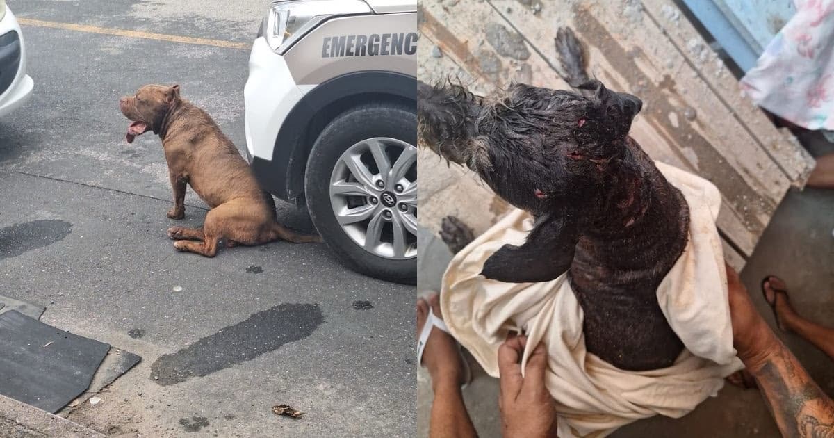 Pit bull foge de casa, invade terreno e ataca outro cão em Gaspar