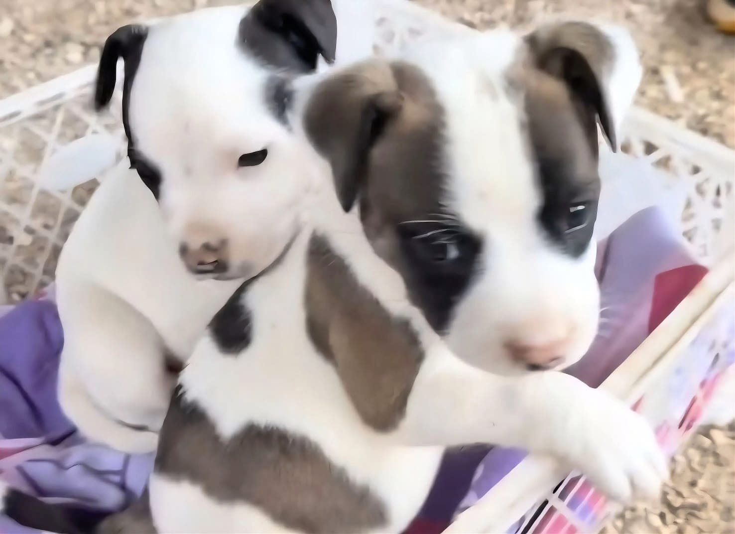 Filhotes de pit bulls são apreendidos em SC após MP denunciar venda ilegal