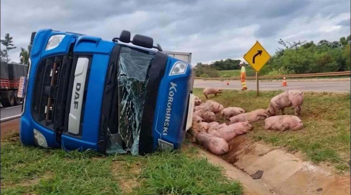 Caminhão que saiu de Santa Catarina tomba com 97 suínos na BR-163 e bloqueia rodovia no Oeste do Paraná