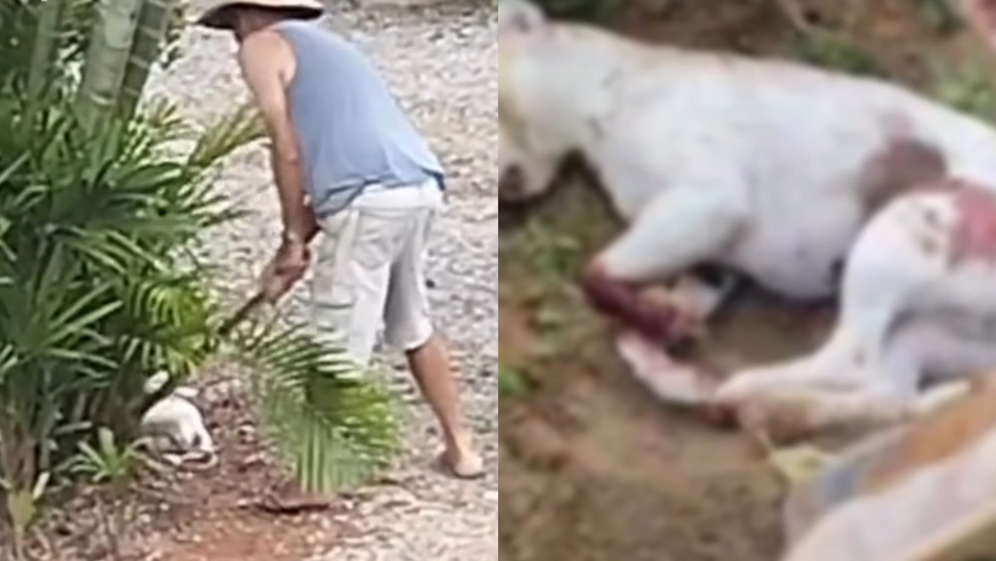 Idoso filmado matando cães a machadadas é preso pela PMSC no Vale do Itajaí