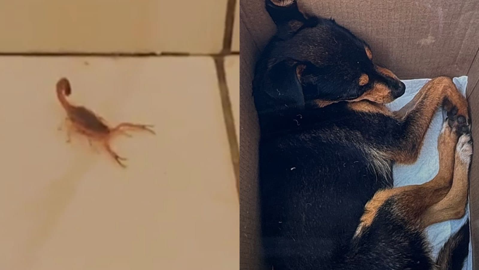 Cachorrinha morre após ser picada por escorpião dentro de residência em SC