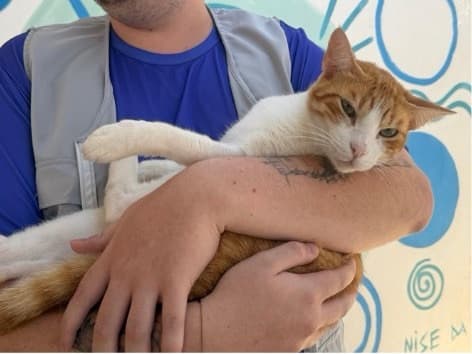 “Terapia felina”: CAPS usa gatos no tratamento de pacientes em Porto Belo