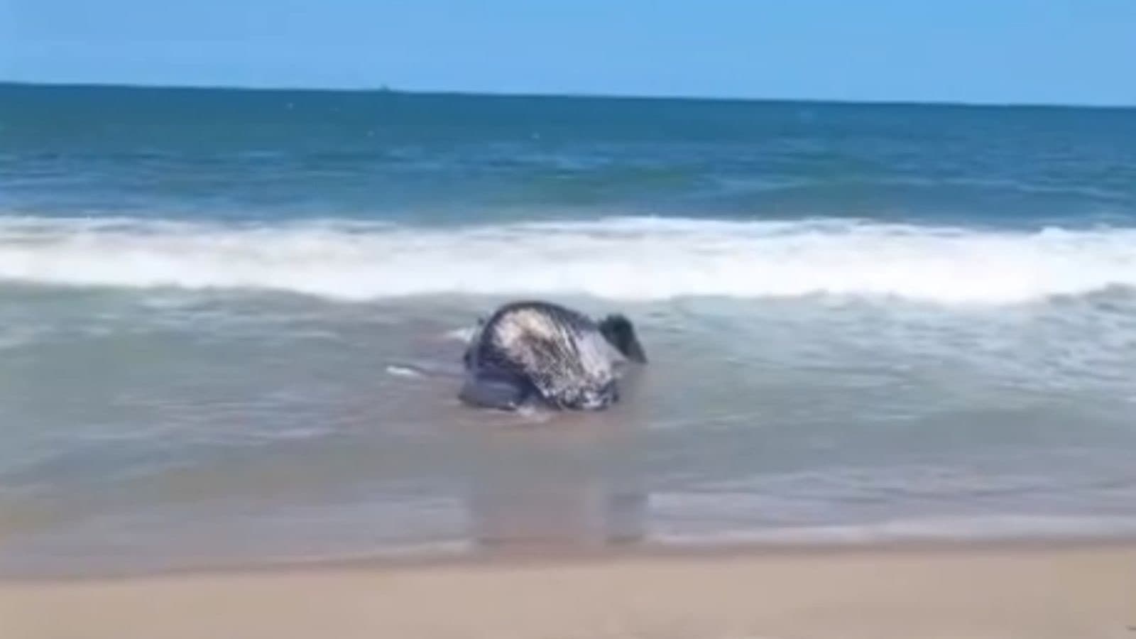 Filhote de baleia é encontrado morto em praia de SC