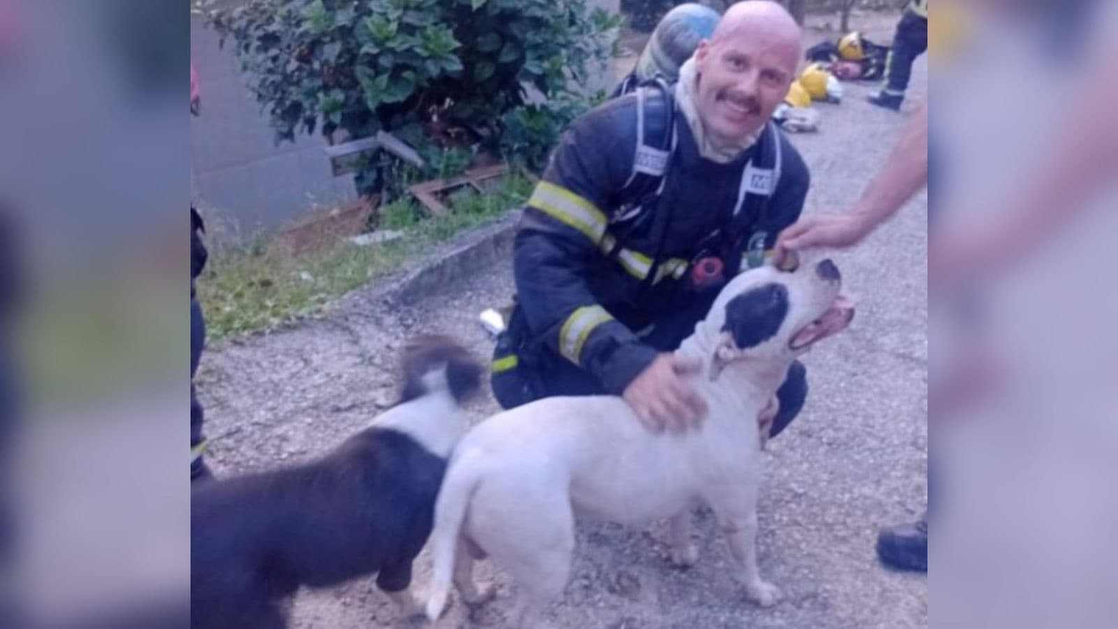 Bombeiros salvam dois cães presos em banheiro durante incêndio em residência
