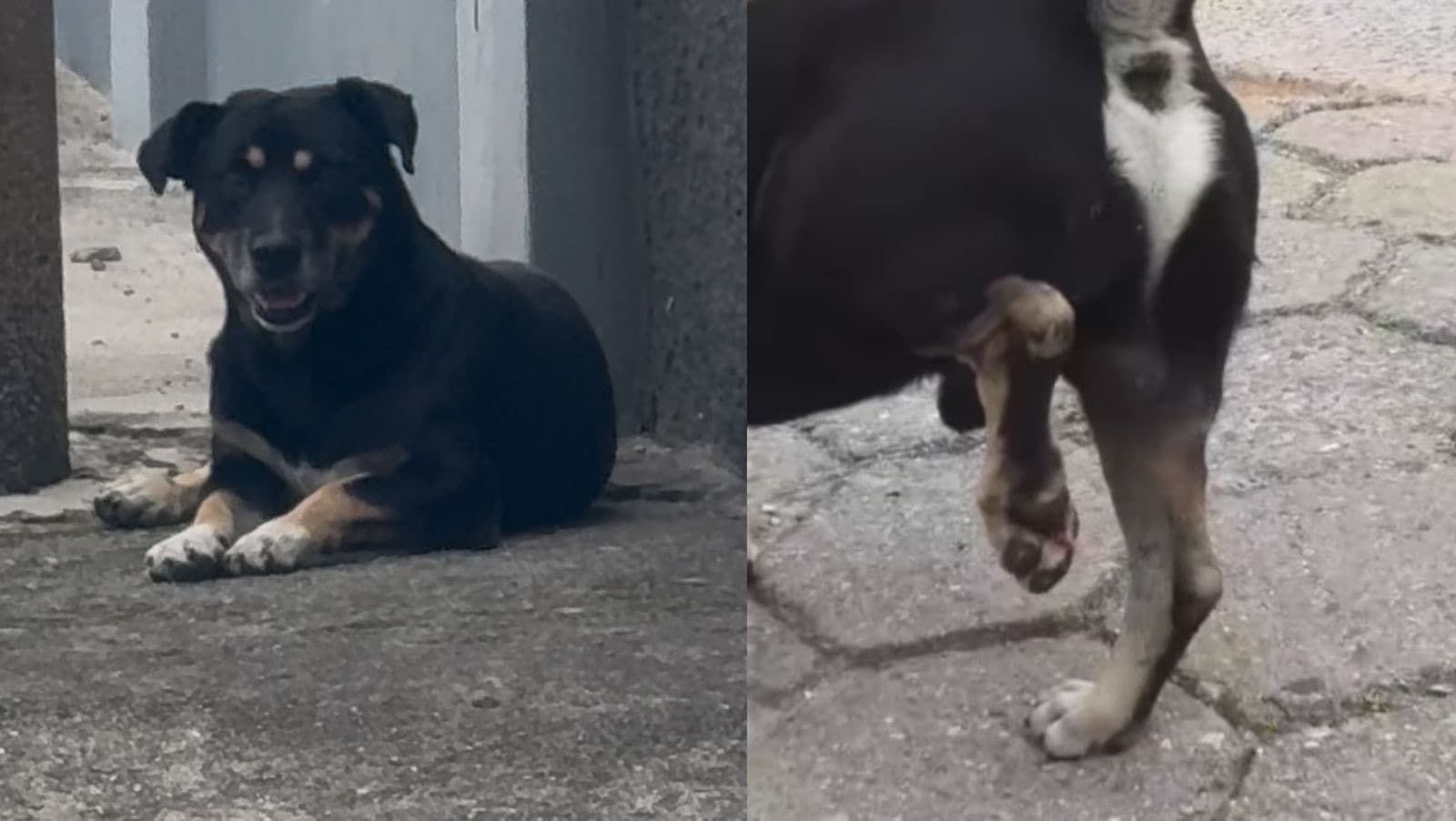 Homem quebra pata de cão comunitário com paulada e revolta moradores em SC