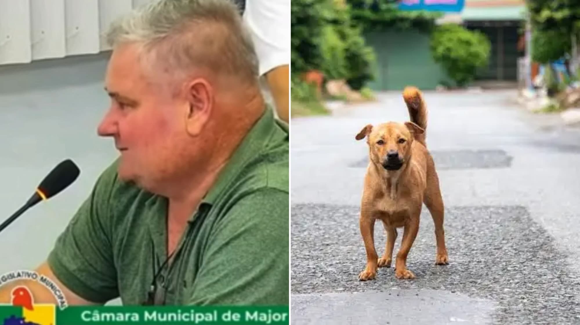 Vereador de SC defende matar cachorros que ficam soltos pelas ruas: “fazer um servicinho”