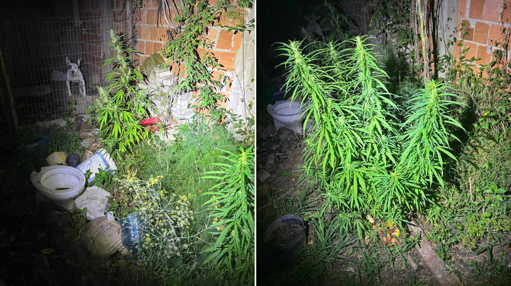 Tentaram fugir, mas caíram: dupla é presa com plantação de maconha em Bombinhas