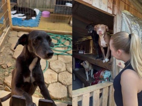 Venda de terreno ameaça abrigo com 60 animais e protetora grávida faz apelo por novo espaço em SC