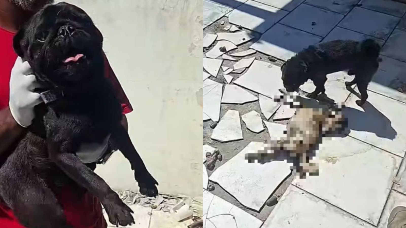 “Trancados e famintos”: cão morre de fome e é devorado por animal da mesma raça em SC