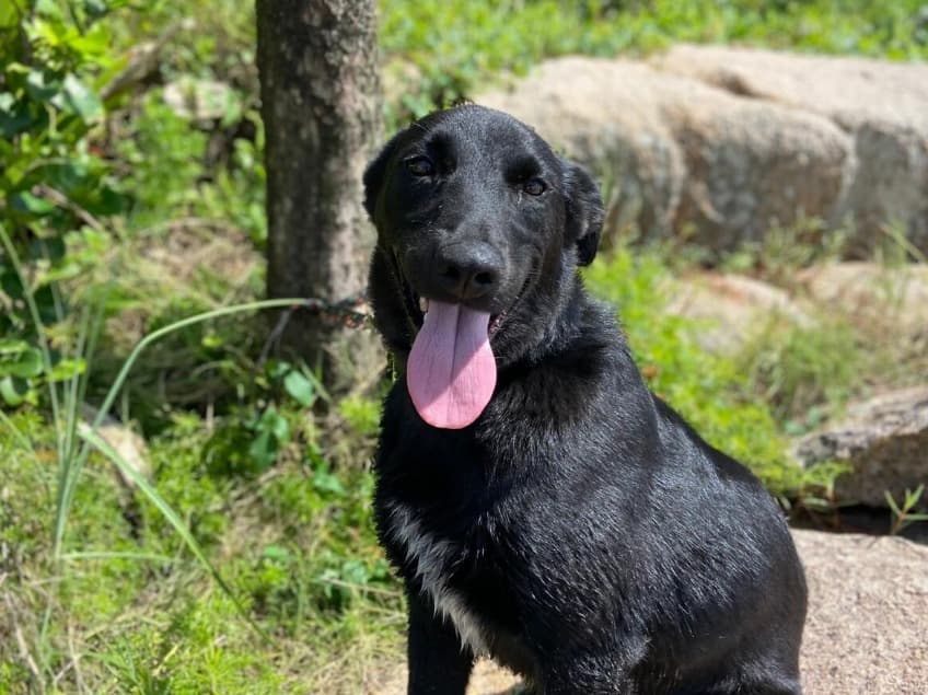 “Não foi agressão, foi atropelamento”: investigação revela o que aconteceu com o cão Pumba em Florianópolis