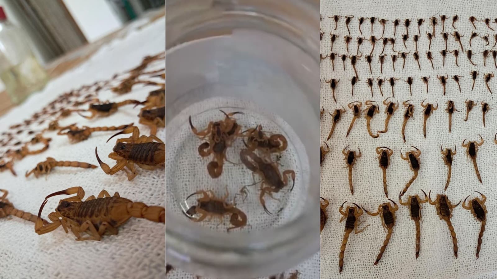 “Veneno mortal”: centenas de escorpiões invadem condomínio na Grande Florianópolis