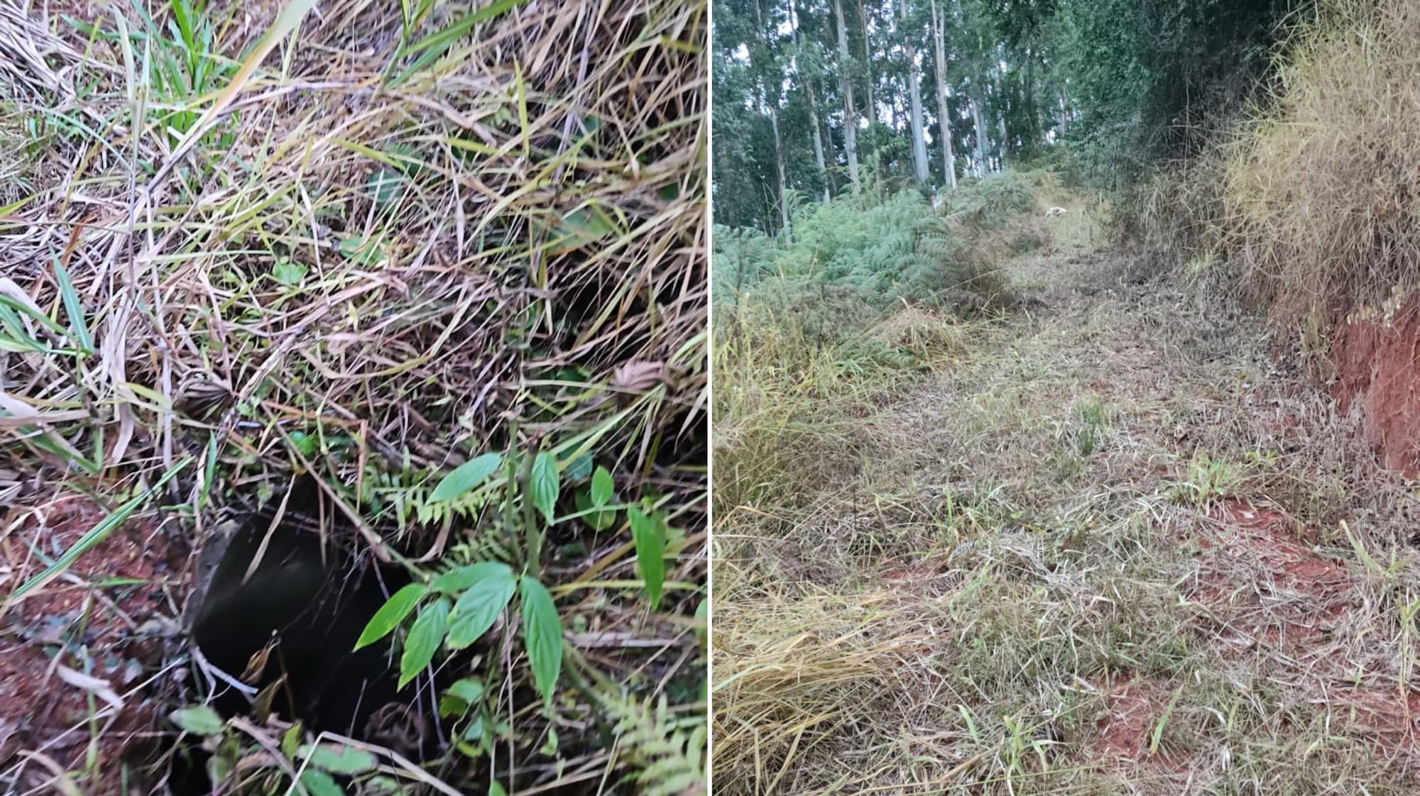 Cão cai em galeria e mobiliza resgate com cordas em área de mata de SC