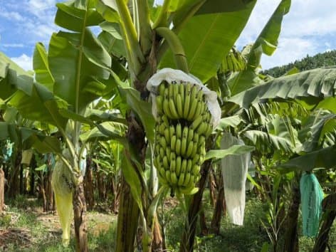 Produtor de SC descobre variedade inédita de banana na própria plantação após quase 30 anos de cultivo