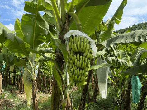 Produtor de SC descobre variedade inédita de banana na própria plantação após quase 30 anos de cultivo