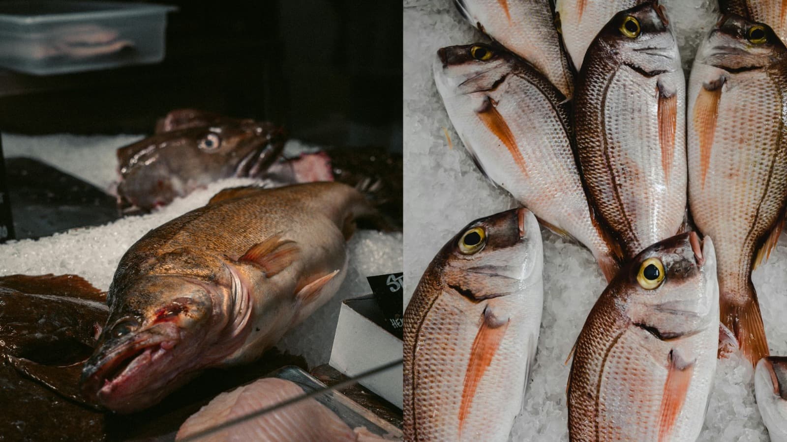 Morador será indenizado após sofrer com cheiro de “peixe podre” em SC
