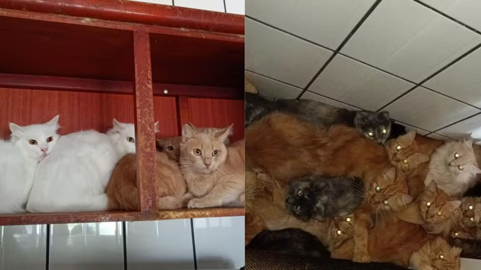“Cheiro forte e superlotação”: Justiça autoriza retirada forçada de 119 gatos de casa em Concórdia