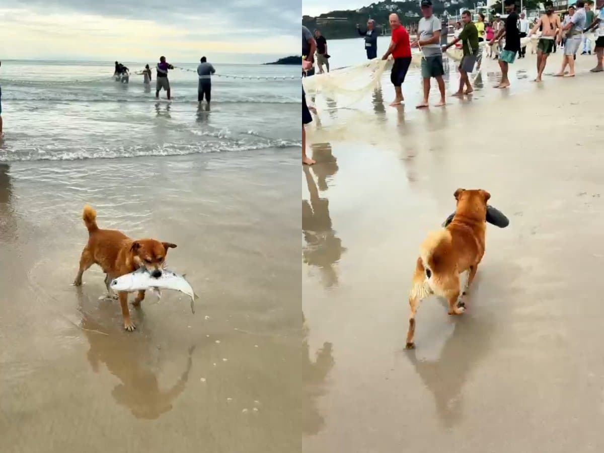 “Talento nato”: caramelo passa no teste e entra para a equipe de pesca da tainha em Bombinhas