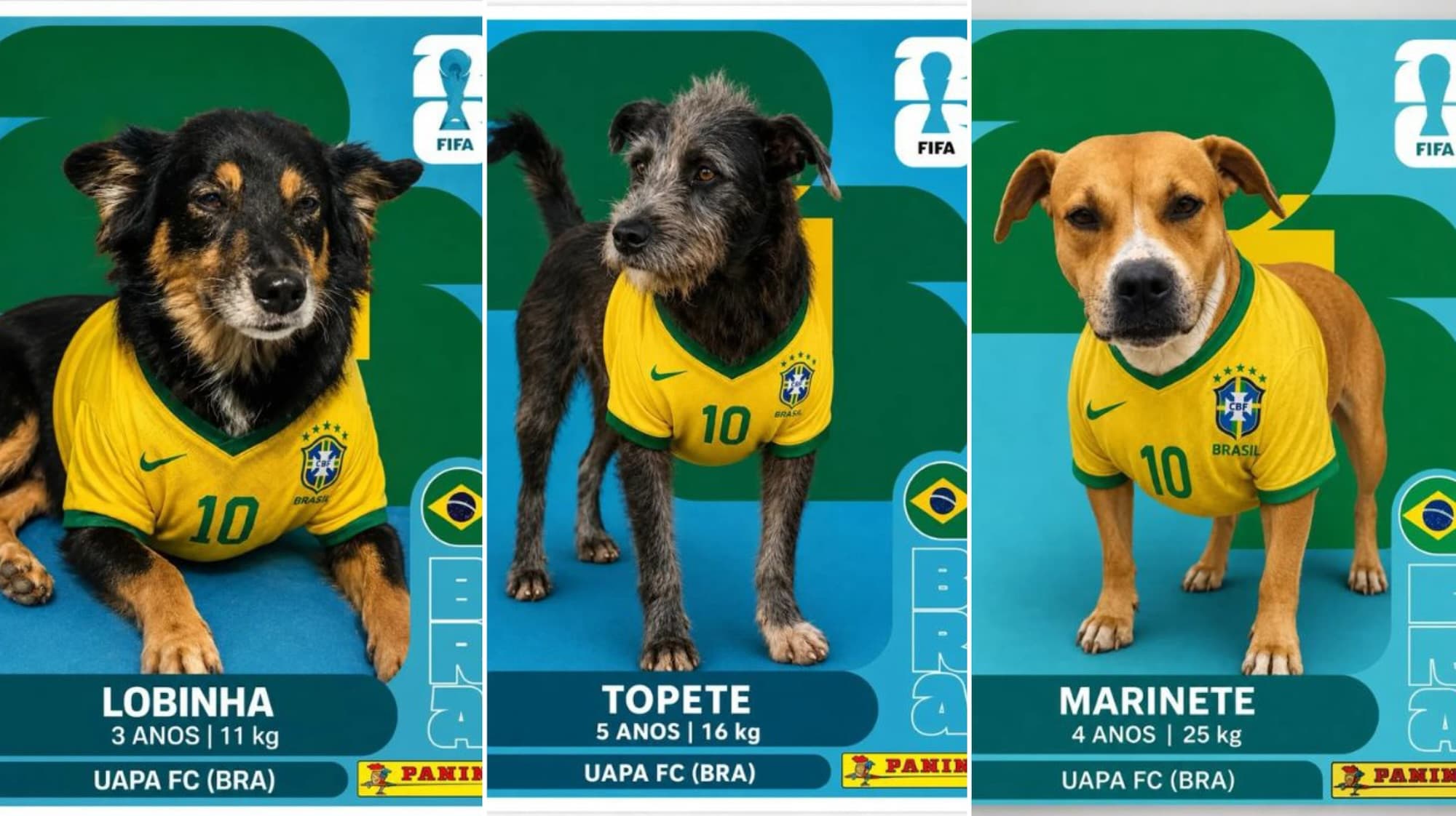 Em clima de Copa, cães à espera de um lar viram estrelas de álbum de figurinhas em Itajaí