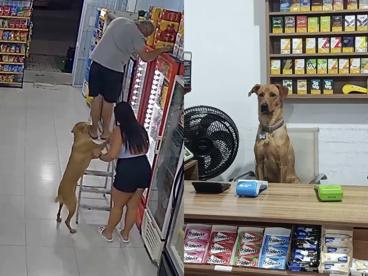 “Não façam carinho no Antônio, ele não tem limites”: mercado de SC alerta clientes sobre cão caramelo