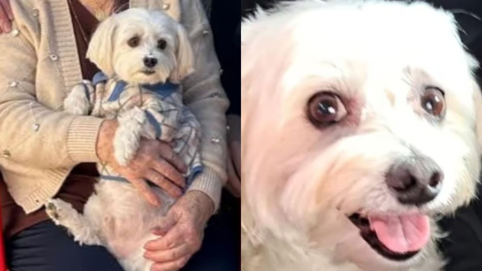 “Ele voltou para casa”: cão que fugiu após acidente que matou idosa em Penha é encontrado