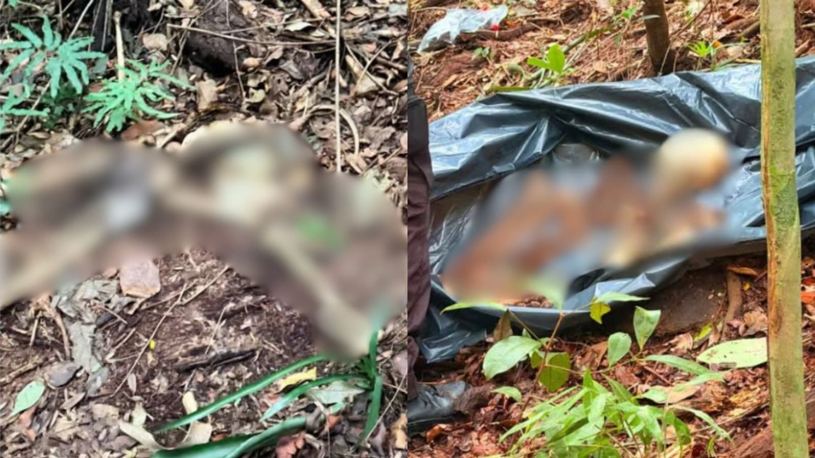 Jaqueta, tênis e um cadarço numa árvore: ossada humana é achada em mata na Praia Brava, em Itajaí
