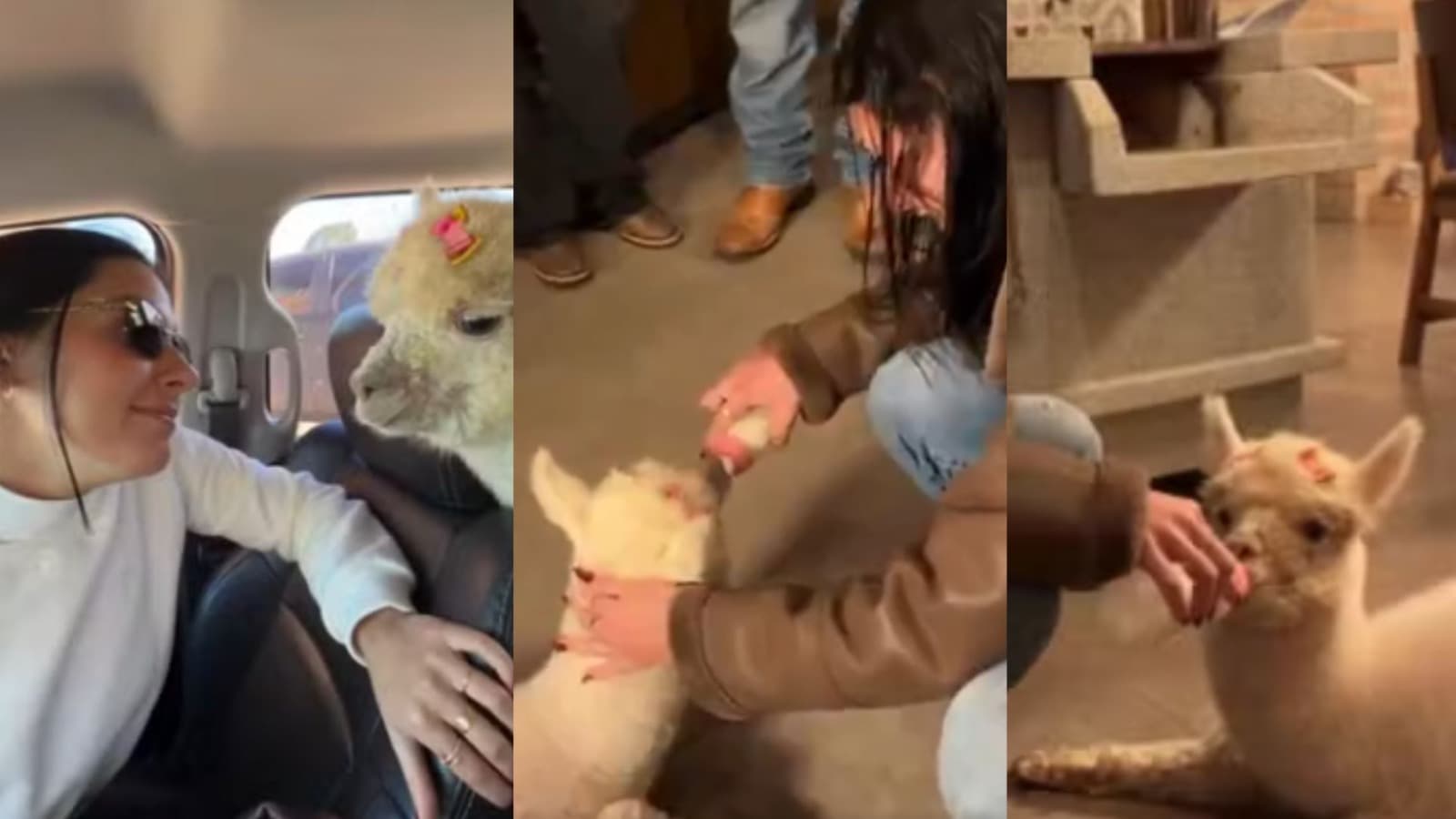 “Odete chegou”: Ana Castela viaja até SC para buscar alpaca de estimação